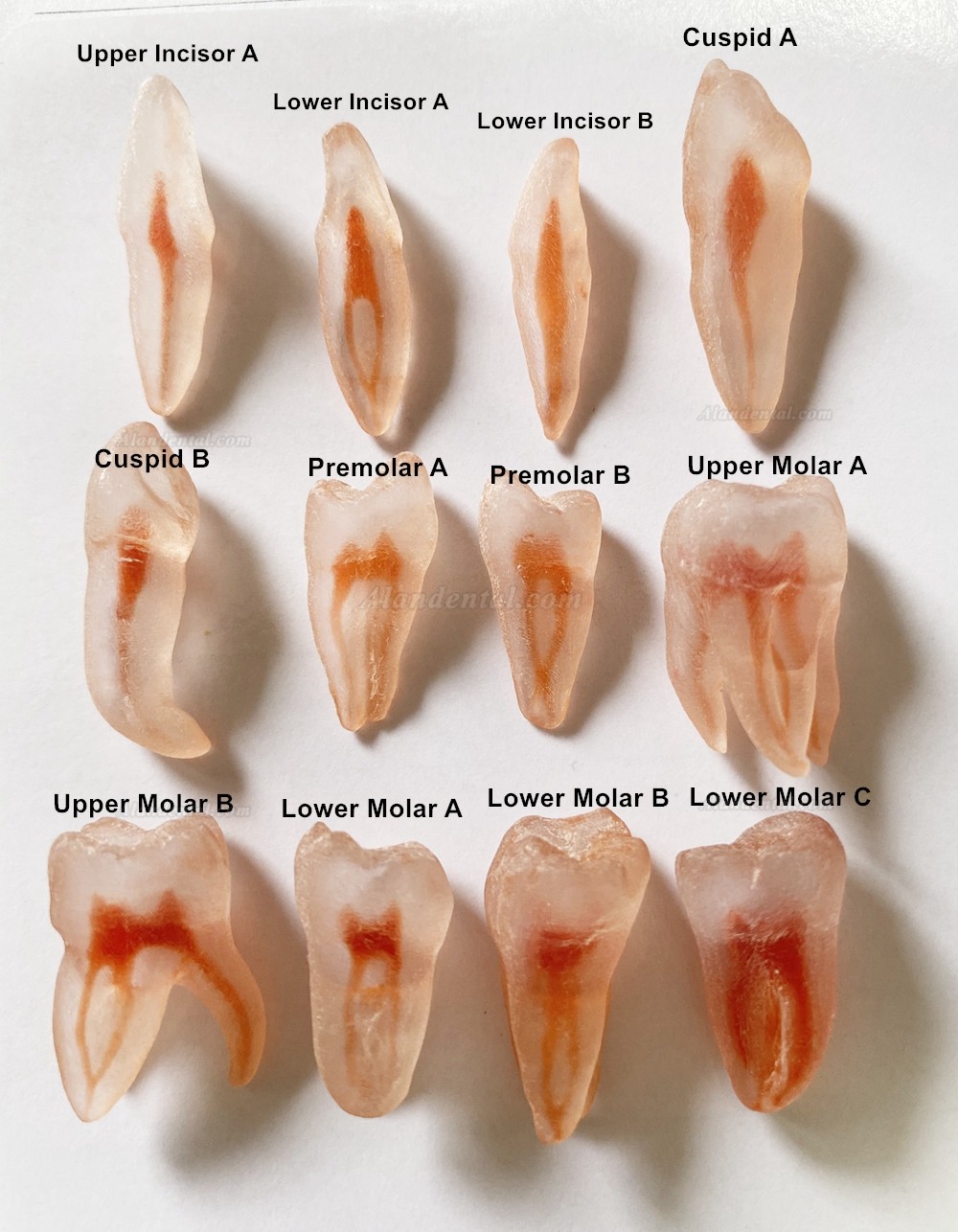 12Pcs Molar Incisor Cuspid Teeth Model Dental Endo Files Path Practise 3D Simulation Teeth Replicas